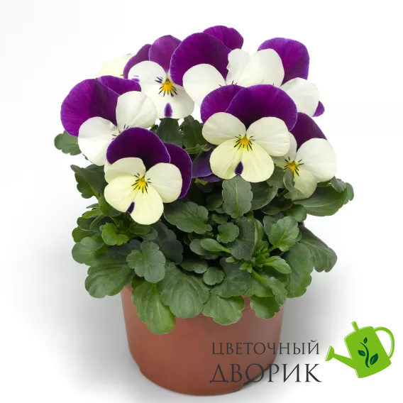 Віола Penny F1 White Jump Up PennyWhiteJumpUp фото