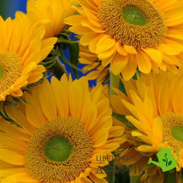 Подсолнух Sunrich F1 Gold pro-SunrichGold-1000 фото