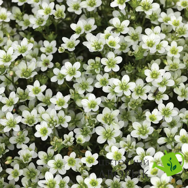 Камнеломка Highlander White pro-HighlanderWhite-1000 фото