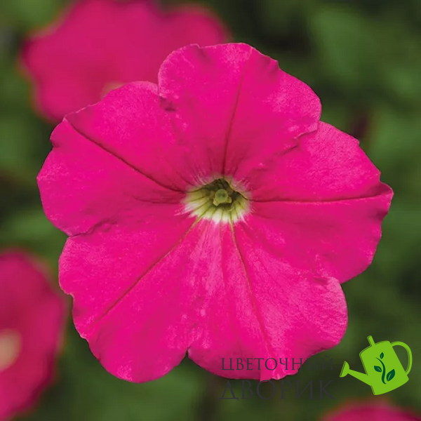 Петуния Damask F1 Rose pro-petdamf1ros-1000 фото