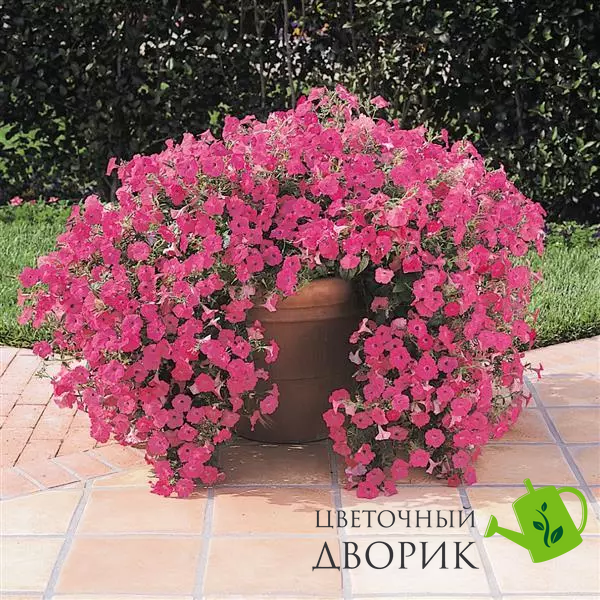 Петунія Tidal Wave F1 Hot Pink pro-pettidwavf1hotpin-100 фото