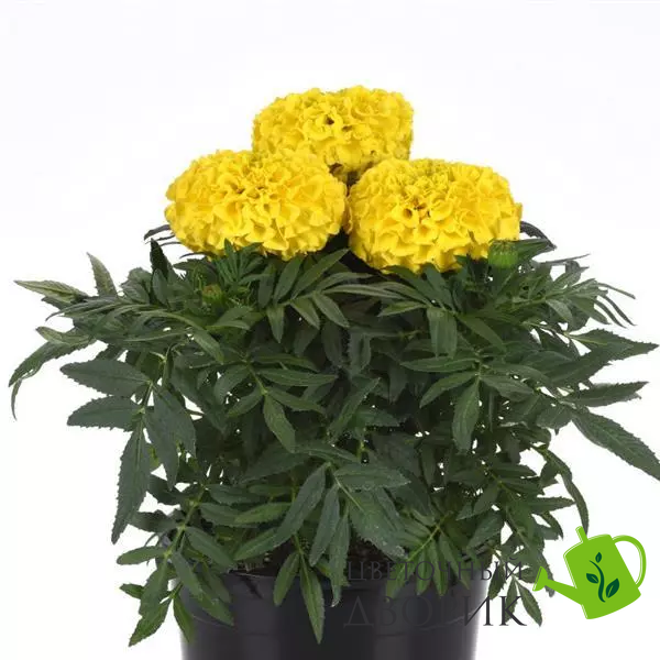 Тагетес Taishan F1 Yellow TaishanYellow фото