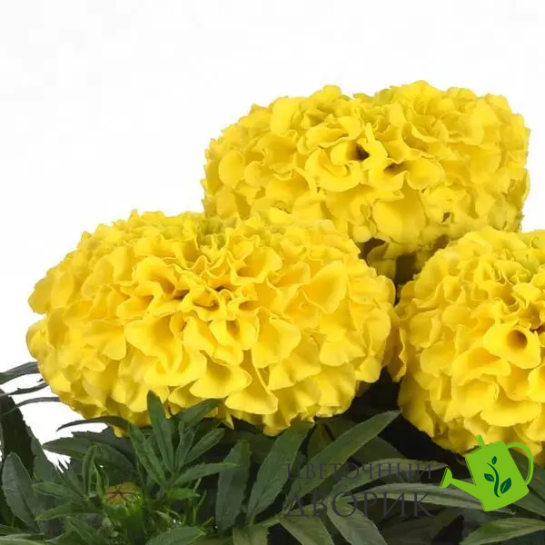 Тагетес Taishan F1 Yellow TaishanYellow фото