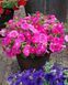 Петунія Trilogy F1 Rose Gen2 TrilogyRose фото 2