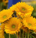Подсолнух Sunrich F1 Gold pro-SunrichGold-1000 фото 1