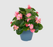Бегония Big F1 Deep Pink Green Leaf  pro-bigDPGreenL-500 фото 2