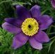 Сон-трава Pinwheel Blue Violet Shades PinwheelBlueVioletShades фото 2