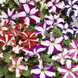 Петуния Tritunia F1 Star Mix pro-TrituniaF1StarM-1000dr фото 1