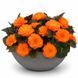 Бегонія Nonstop Mocca F1 Bright Orange NonstopMoccaBO фото 1