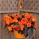 Бегонія Nonstop Mocca F1 Bright Orange NonstopMoccaBO фото 4