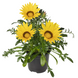 Газания Kiss F1 Yellow KissYellow фото 2