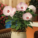 Гибискус Luna Pink Swirl pro-giblunpinswi-100 фото 2