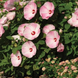 Гибискус Luna Pink Swirl pro-giblunpinswi-100 фото 3