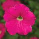 Петуния Damask F1 Rose pro-petdamf1ros-1000 фото 2