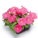 Петуния Damask F1 Rose pro-petdamf1ros-1000 фото 1