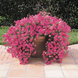 Петунія Tidal Wave F1 Hot Pink pro-pettidwavf1hotpin-100 фото 3