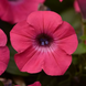 Петунія Tidal Wave F1 Hot Pink pro-pettidwavf1hotpin-100 фото 2