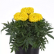 Тагетес Taishan F1 Yellow TaishanYellow фото 3
