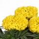 Тагетес Taishan F1 Yellow TaishanYellow фото 2
