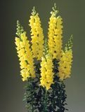 Ротики садові Legend F1 Yellow lvizevlegf1yel-10 фото