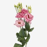 Еустома Alissa 1 Rose pro-eusali1ros-1000 фото
