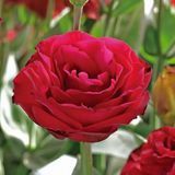 Эустома Croma F1 Red 3 pro-euscrof1red3-1000 фото
