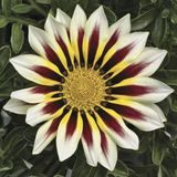 Газанія Frosty Kiss F1 White Flame pro-gazfrokisf1whifla-1000 фото