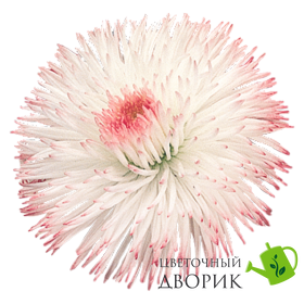 Маргаритка Habanera Rose pro-marhabros-1000 фото