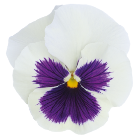 Виола Inspire Plus F1 White Blotch pro-InspirePlusWhiteBl-500 фото