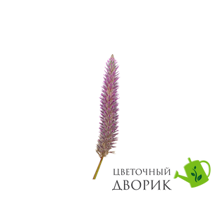 Птілотус Matilda pro-Matilda-500 фото