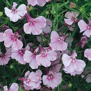 Лобелія Riviera Lilac pro-lobrivlil-25000 фото