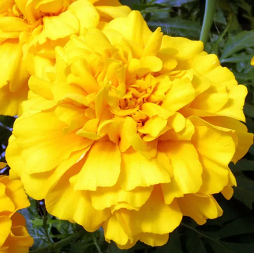 Тагетес Zenith F1 Golden Yellow pro-ZenithGoldenYellow-1000seed фото