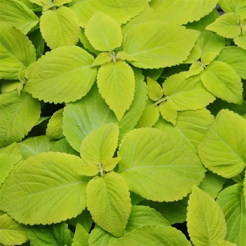 Колеус Premium Sun Lime Delight kolpresunlimdel-5 фото