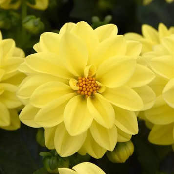 Георгина Figaro Yellow Shades FigaroYellowShades фото