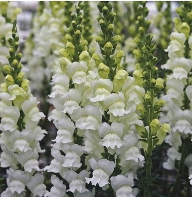 Ротики садові Opus III/IV Fresh White pro-OpusIII/IVFreshWhite-1000 фото
