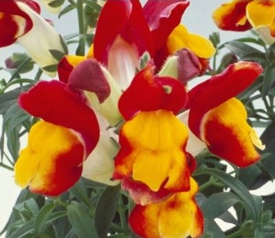 Ротики садові Floral Showers F1 Red&Yellow Bicolour pro-lvizevfloshof1redbic-1000 фото