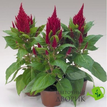 Целозiя периста Fresh Look Red celperfreloored-10 фото