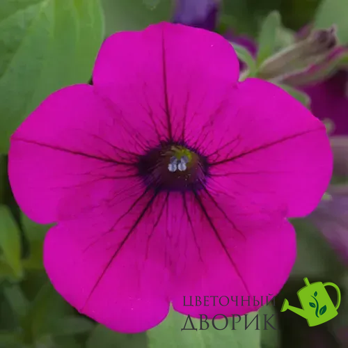 Петуния Opera Supreme F1 Purple OperaSupremePurple фото