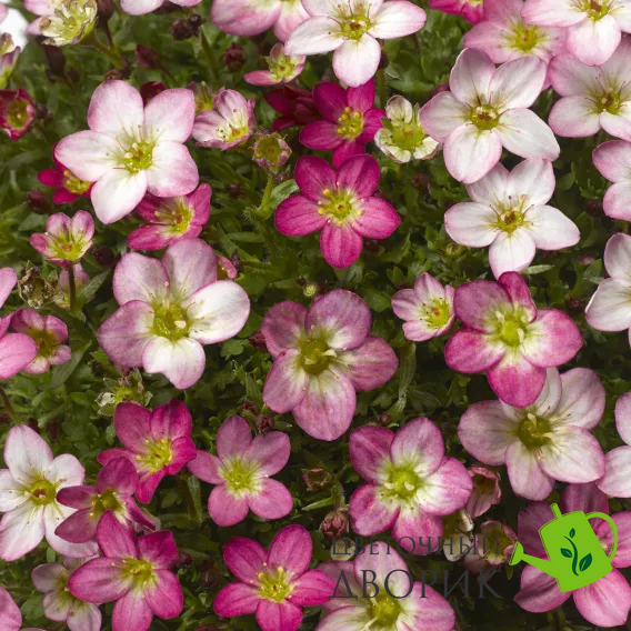 Камнеломка Lofty Pink Shades pro-kamlofpinsha-1000 фото