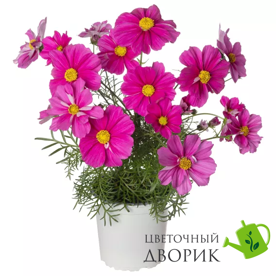 Космос Apollo F1 Bright Carmine pro-apolloBrightCarmine -1000 фото