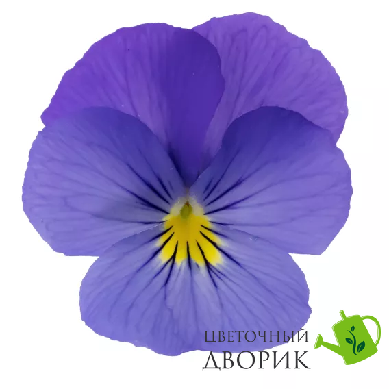 Виола Wellspring Blue New2027 pro-WellspringBlue-1000 фото