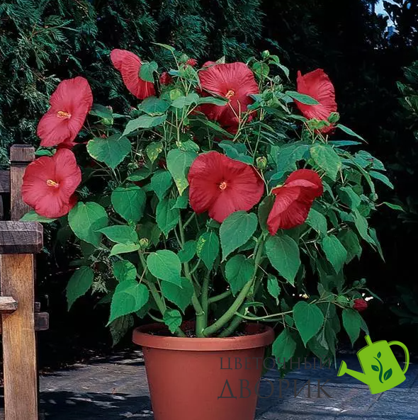Гибискус Luna Red pro-giblunred-100 фото