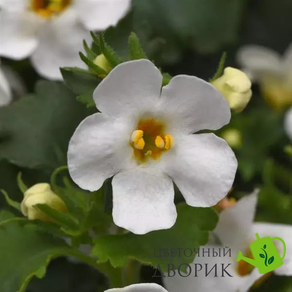 Бакопа Galactic Mist White New2027 pro-BacopGalacticMistWhite-100 фото