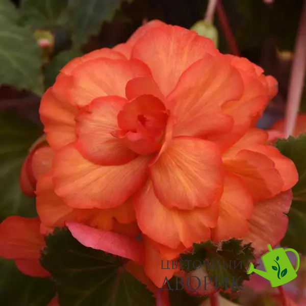 Бегония Sun Dancer Yellow Red Picotee SunDancerYellowRedPic фото