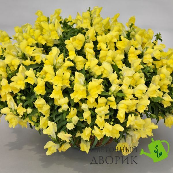 Львиный зев Candy Showers F1 Yellow pro-CandyShowersYellow-1000 фото