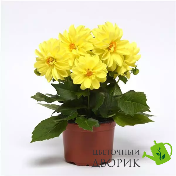 Жоржина Figaro Yellow Shades FigaroYellowShades фото