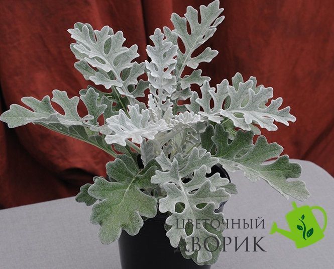 Цинерарiя Silverdust (Benary) pro-cinsilben-500 фото