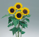 Соняшник Sunrich F1 Lemon pro-SunrichLemon-1000 фото 1