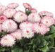 Маргаритка Habanera Rose pro-marhabros-1000 фото 3