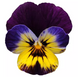 Виола Sorbet Midnight Glow SorbetMidnightGlow-10 фото 1